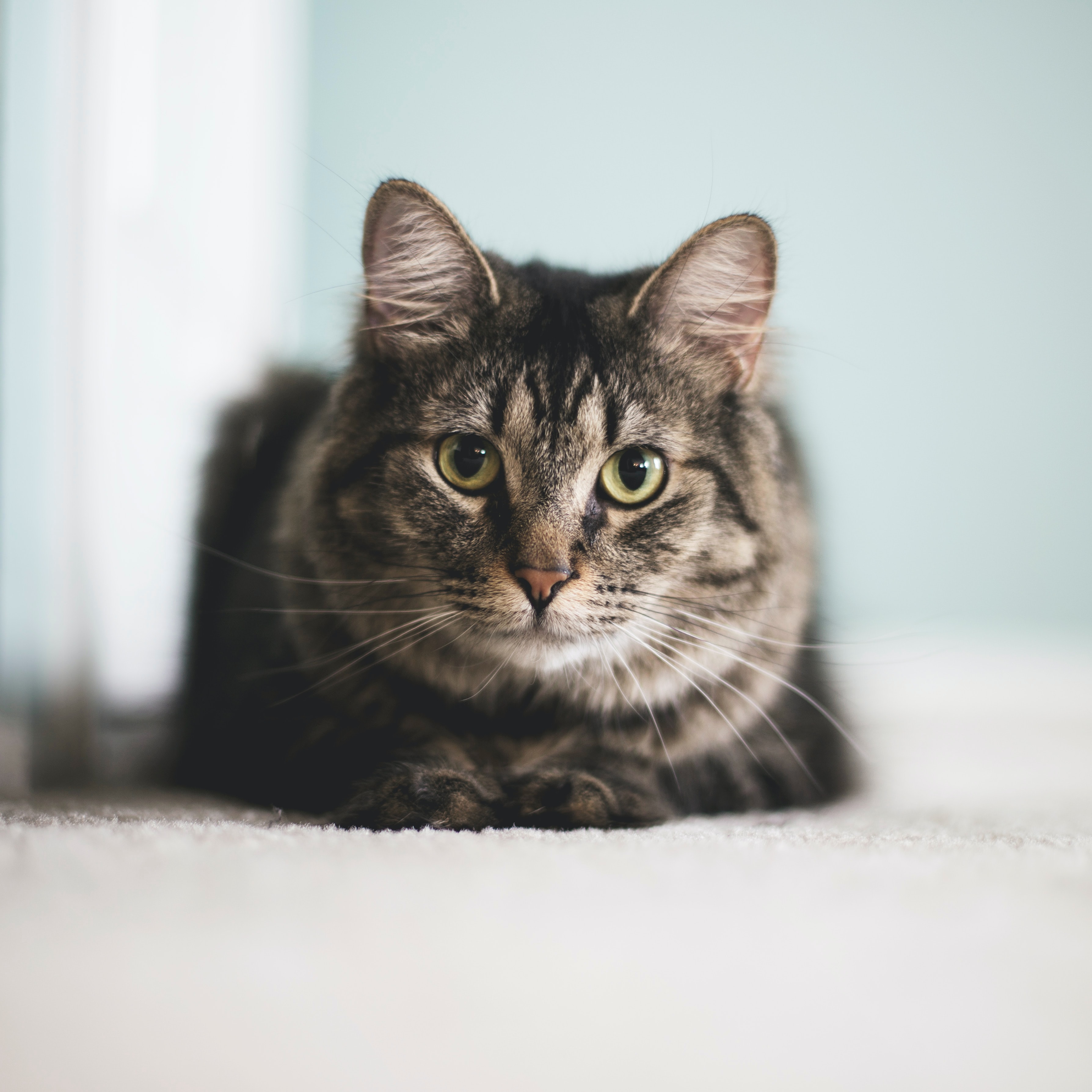 Cat more affectionate after sales neutering